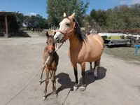 Айғыр, Friesian — 2-сурет