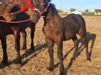 雄馬, Percheron — 写真 3