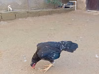 Köhnə İngilis Game — foto 5