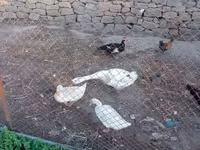 Geese — foto 2