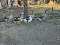 Guinea fowl — foto 7