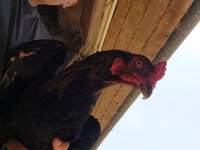 Australorp — Foto 4