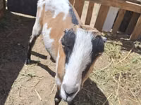 Ziege, LaMancha goats — Foto 2