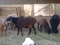 ვერძი, Rhon sheep — ფოტო 1