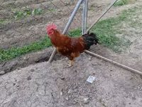 Chickens — foto 1