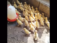 Německý pekin — foto 2