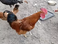 Chickens — foto 3