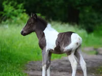 Koń, American shetland pony — zdjęcie 3