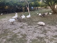 Geese — foto 4