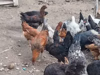 Chickens — foto 5