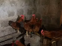 Chickens — الصورة 1