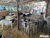 Qoʻchqor, Dorper sheep — 2-rasm