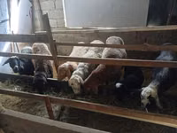 Oveja, Ovejas — foto 6