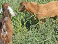 Moutons (lot, sexe non indiqué), Moutons — photo 2