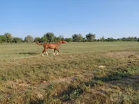 Caballo, Akhal-Teke — foto 1