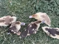 Ducks — photo 3