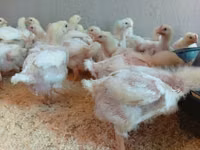 Chickens — फ़ोटो 1