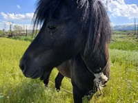 Aygʻir, American shetland pony — 7-rasm