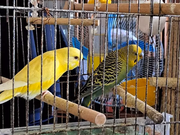 5 cüt papuqay var.Qəfəsləri yuvaları.da mövcuddur.Balası olan da
