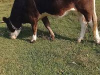 பசு, Simmental cattle — புகைப்படம் 3
