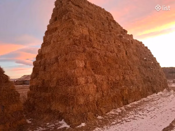 Ցորենի սալոմ 1,10 1,20 տուկեր