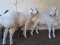 Bélier, Moutons — photo 5