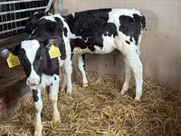Rinder (Partie, Geschlecht nicht angegeben), Simmental cattle — Foto 5