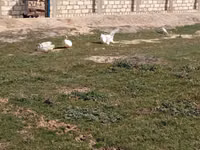 Geese — புகைப்படம் 4