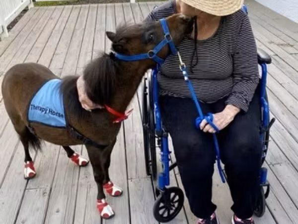 At, Miniature horse