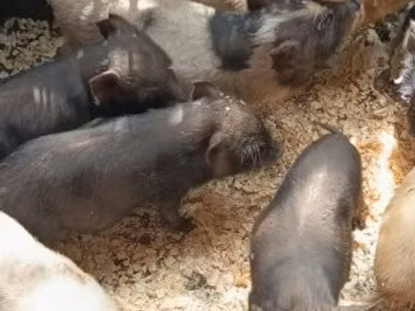 Knur, 