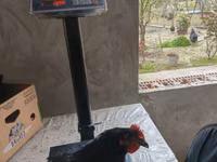 Australorp — foto 8