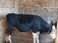 雄牛, Russian Black pied cattle — 写真 1
