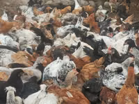 Chickens — foto 6