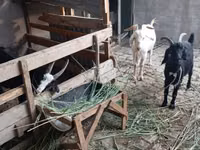 Dişi keçi, Alpine goat — foto 3