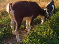 Cabro, Cabras — foto 3