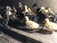 Ducks — photo 1