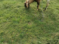 Kozioł, Kozy — zdjęcie 3