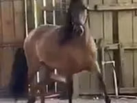 Kobyła, Paso Fino — zdjęcie 1