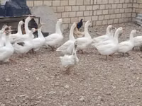 Geese — 写真 2