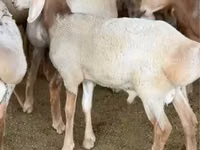 Carneiro, Arashan sheep — foto 1