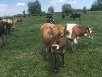 Kuh, Holstein-Rasse — Foto 2