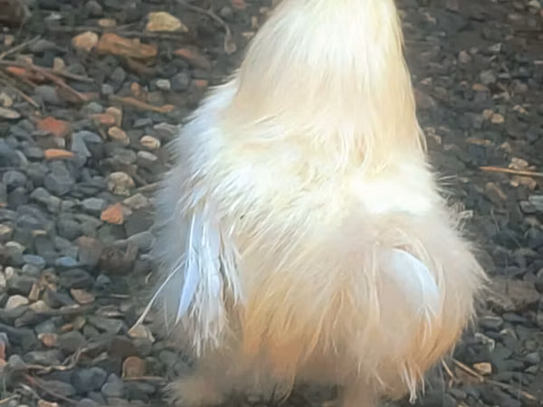 Silkie
