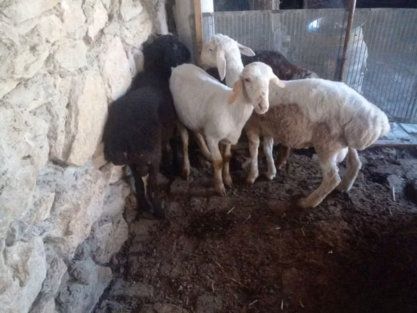 Bélier, Rhon sheep