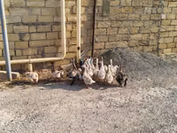 Geese — Foto 2