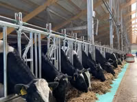 İnek, Holstein ırkı — foto 4