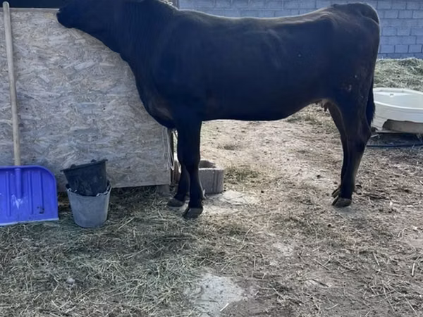 Cow, Aberdeen-Angus