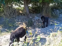 Cabra, Cabras — foto 7