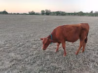 Vaca, Vaca da estepe vermelha — foto 4