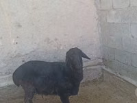 ஆண் ஆடு, Hissar sheep — புகைப்படம் 4