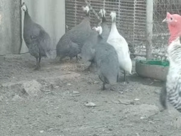 Guinea fowl
